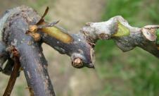 Apoplexia bacteriană a caisului Apoplexia bacteriană a caisului